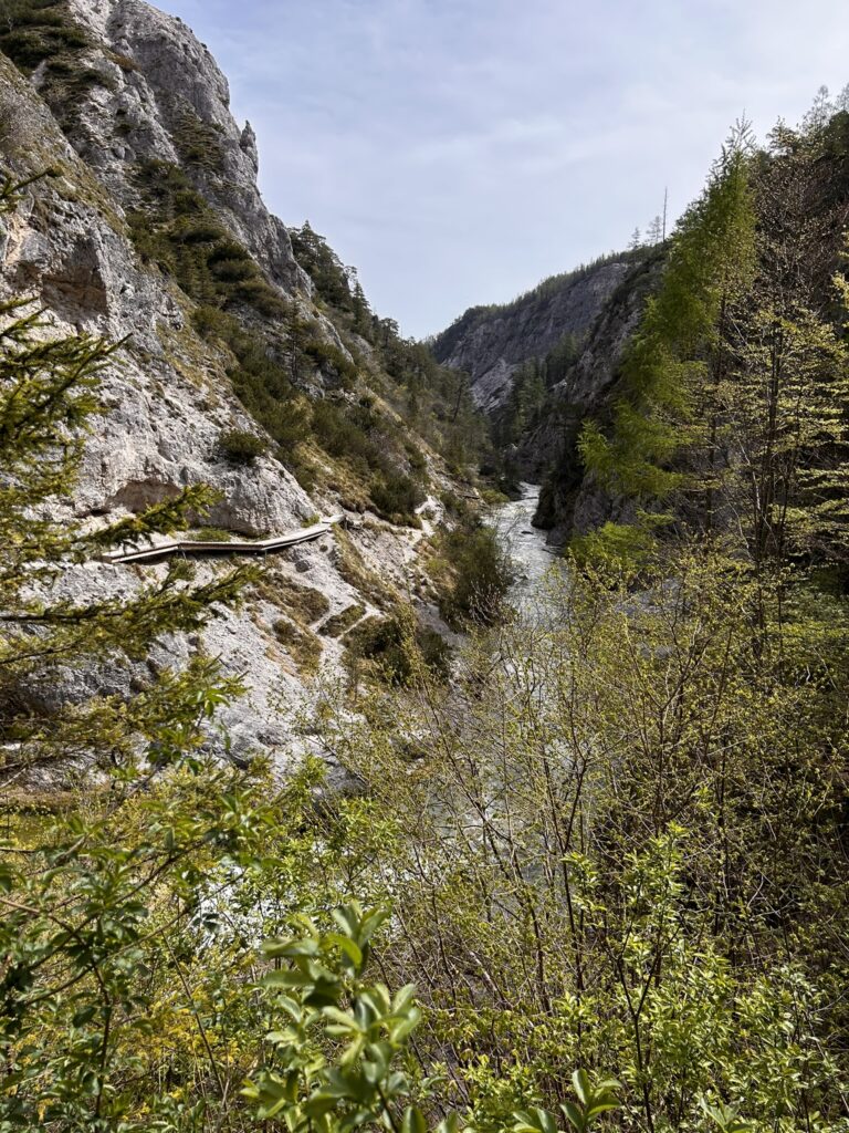 IMG_8528