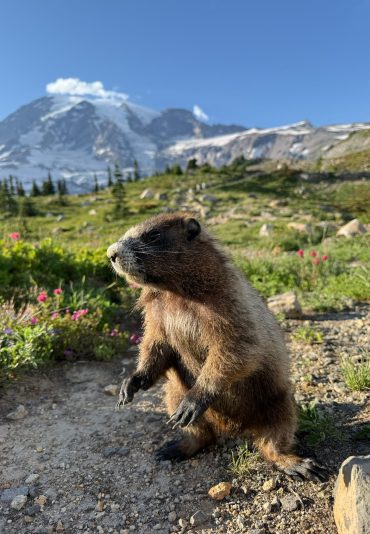 Mt. Rainier